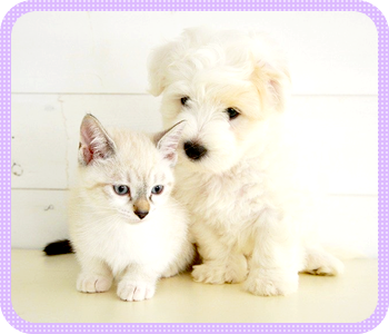 ペット葬儀の流れ