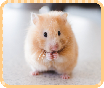 よくあるご質問